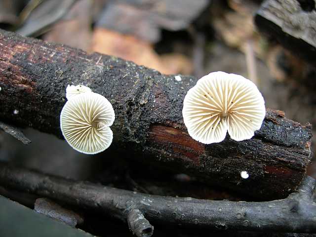 Funghi cittadini
